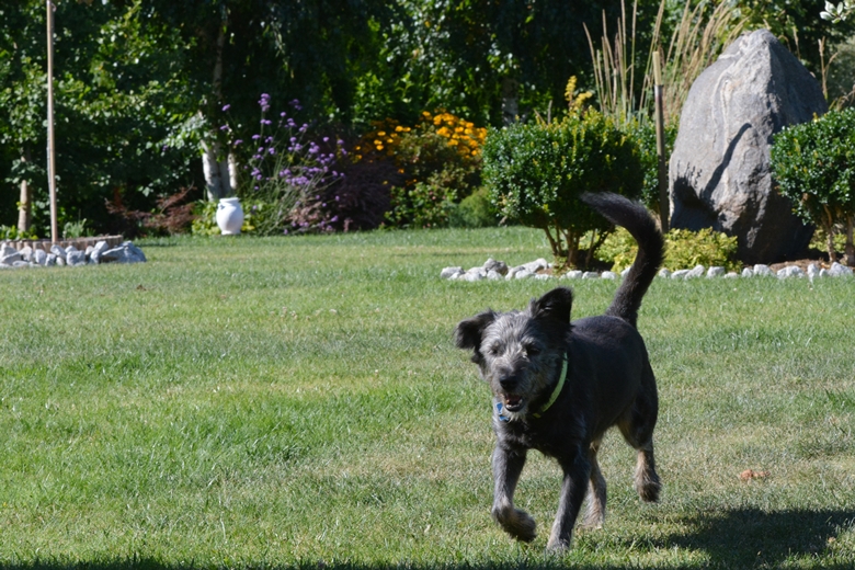 Ogród Państwa Hołowni 