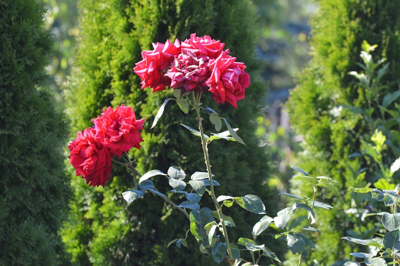 Ogród Państwa Hołowni 
