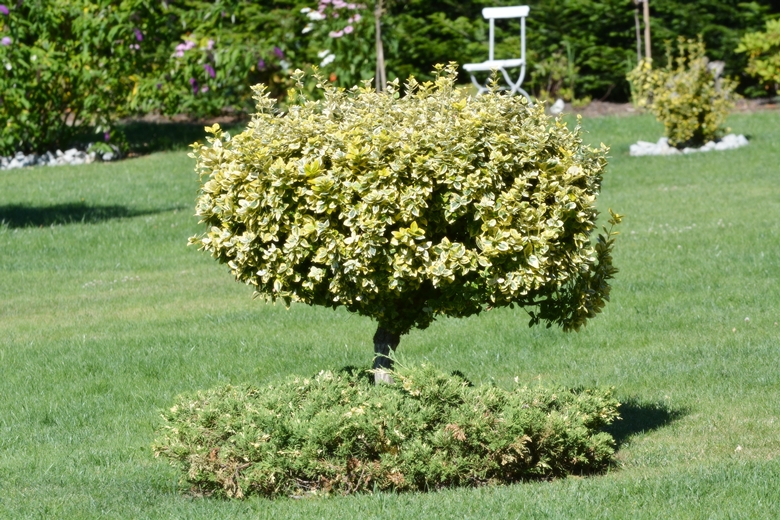 Ogród Państwa Hołowni 