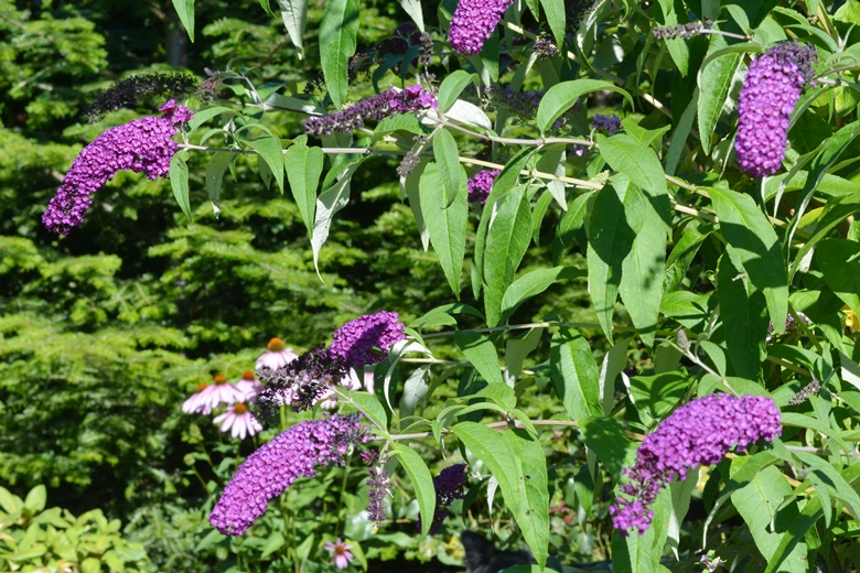 Ogród Państwa Hołowni 