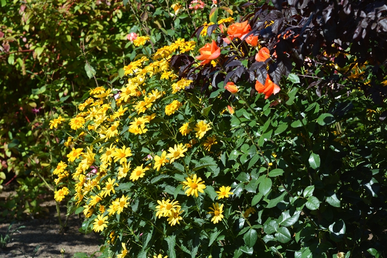 Ogród Państwa Hołowni 