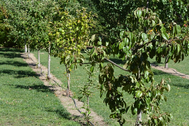 Ogród Państwa Hołowni 