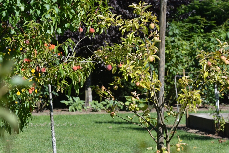 Ogród Państwa Hołowni 