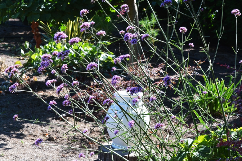 Ogród Państwa Hołowni 