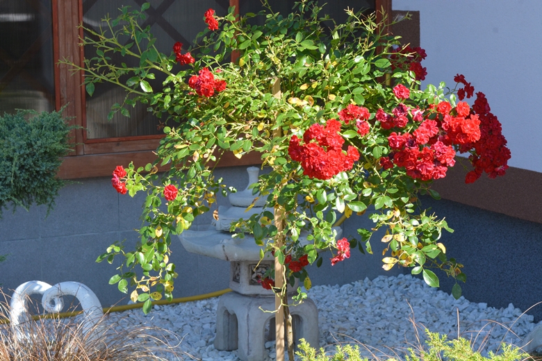 Ogród Państwa Hołowni 