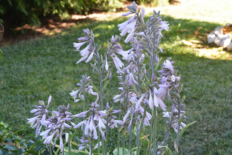 Ogród Państwa Hołowni 