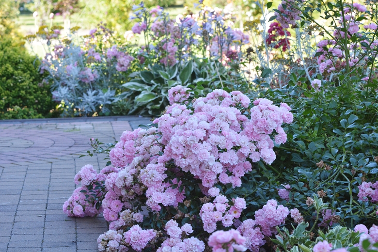 Ogród Państwa Hołowni 