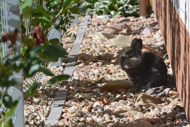 Ogród Państwa Hołowni 