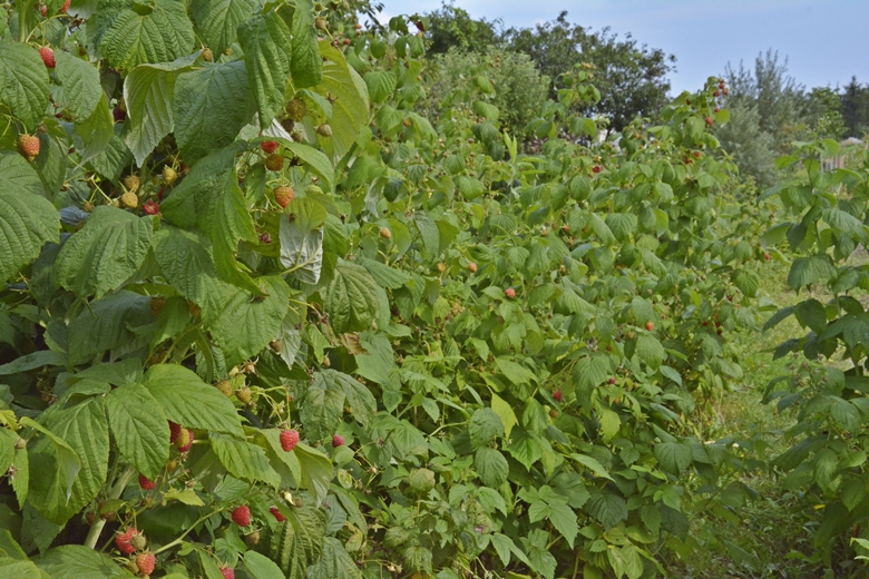 Ogród w Jugowcu to wielopokoleniowe dzieło