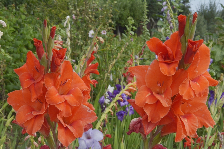 Ogród w Jugowcu to wielopokoleniowe dzieło