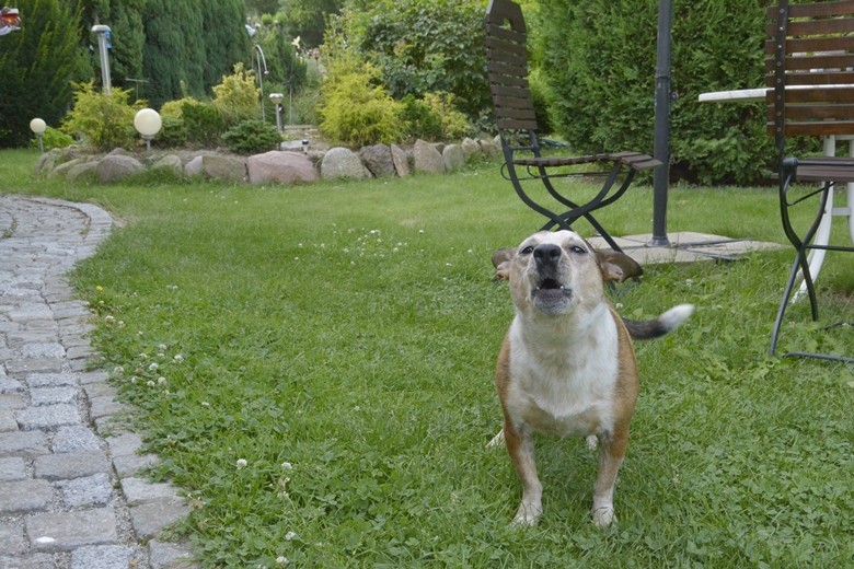 Ogród w Jugowcu to wielopokoleniowe dzieło