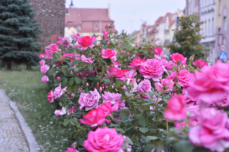 Święto Wojska Polskiego w Środzie Śląskiej 