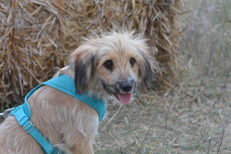 Zażynki Wraków to impreza dla całej rodziny 