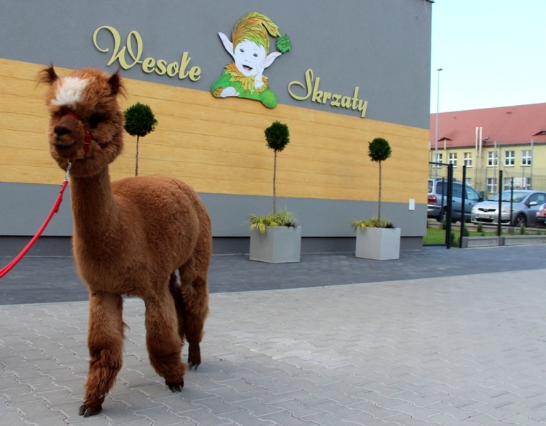 Żłobek "Wesołe Skrzaty" odwiedziły dwie sympatyczne alpaki