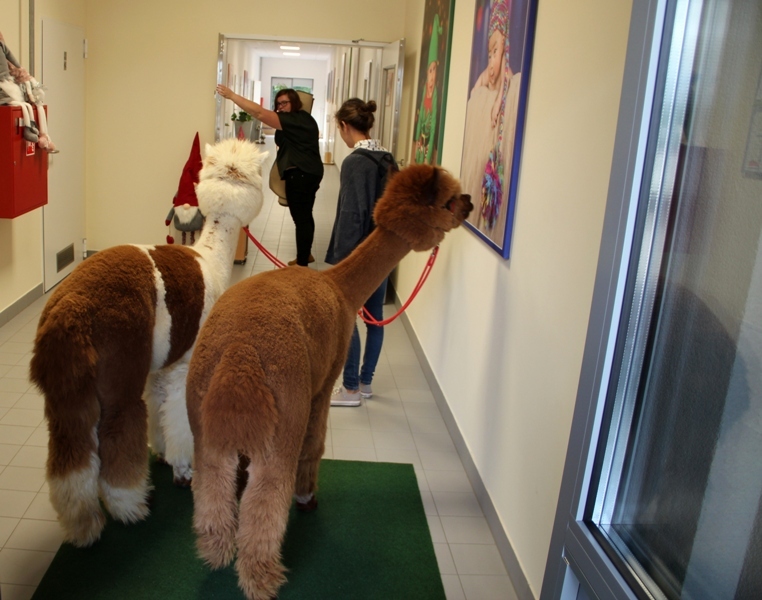 Żłobek "Wesołe Skrzaty" odwiedziły dwie sympatyczne alpaki