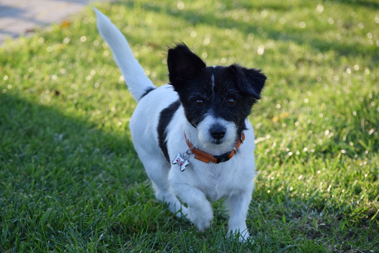 14. kolejka IV ligi Mechanik Brzezina - Sokół Marcinkowice