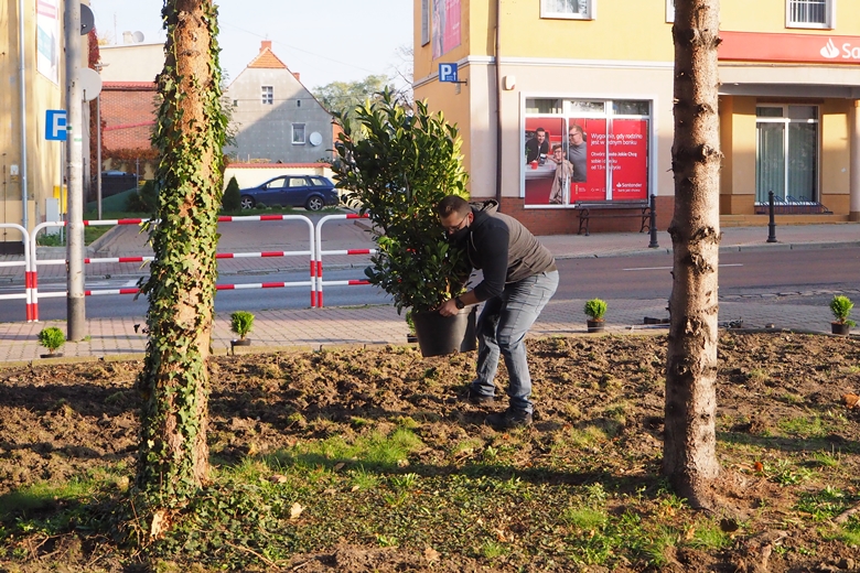 Krzewy zasadzili pracownicy Armacella i szkoły 