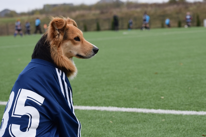 Z dwóch drużyn Polonii Świdnica okazała się lepsza