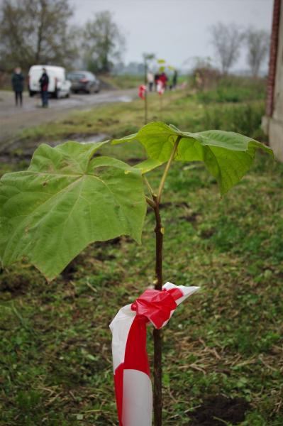 Członkowie stowarzyszenia "Nasz Mieczków" nasadzili drzewa tlenowe