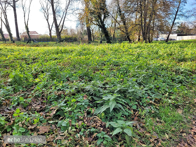 Psi Gaj w Środzie Śląskiej