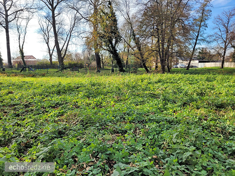 Psi Gaj w Środzie Śląskiej