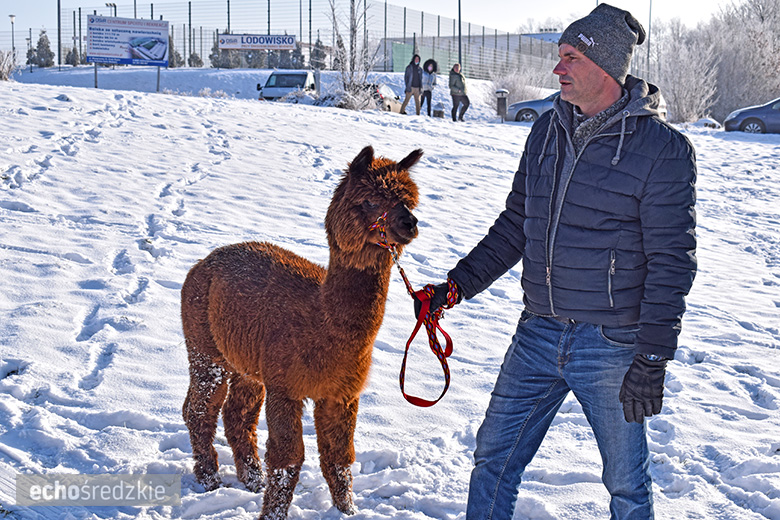 Morsowanie z WOŚP w Środzie Śląskiej