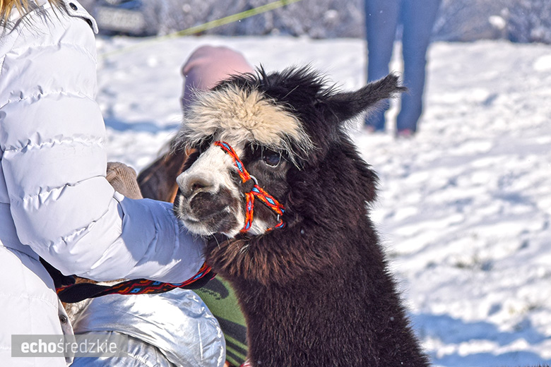 Morsowanie z WOŚP w Środzie Śląskiej