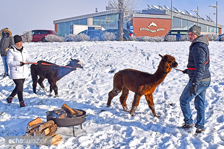 Morsowanie z WOŚP w Środzie Śląskiej