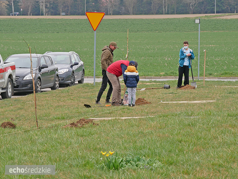 Akcja sadzenia tulipanowców przy ul. Tulipanowej w Środzie Śląskiej