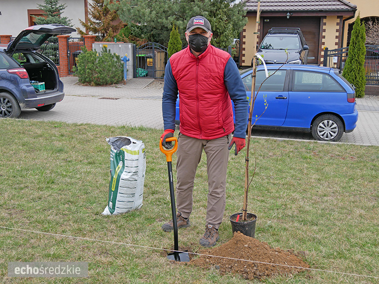 Akcja sadzenia tulipanowców przy ul. Tulipanowej w Środzie Śląskiej