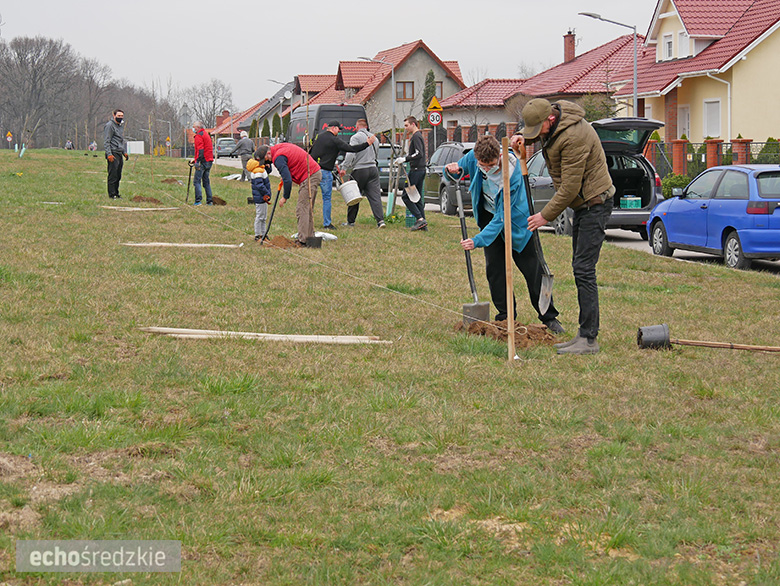Akcja sadzenia tulipanowców przy ul. Tulipanowej w Środzie Śląskiej