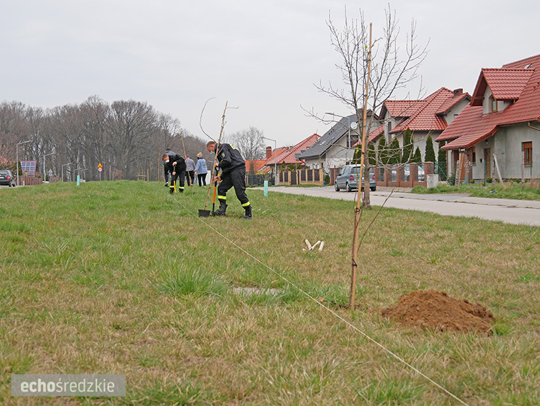 Akcja sadzenia tulipanowców przy ul. Tulipanowej w Środzie Śląskiej