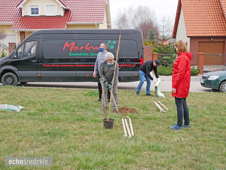 Akcja sadzenia tulipanowców przy ul. Tulipanowej w Środzie Śląskiej