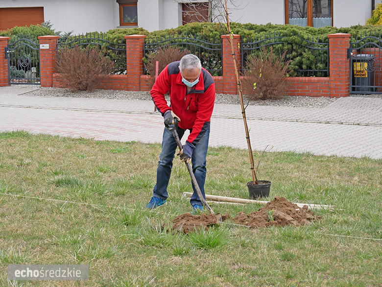 Akcja sadzenia tulipanowców przy ul. Tulipanowej w Środzie Śląskiej