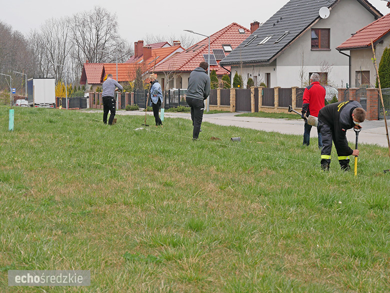 Akcja sadzenia tulipanowców przy ul. Tulipanowej w Środzie Śląskiej