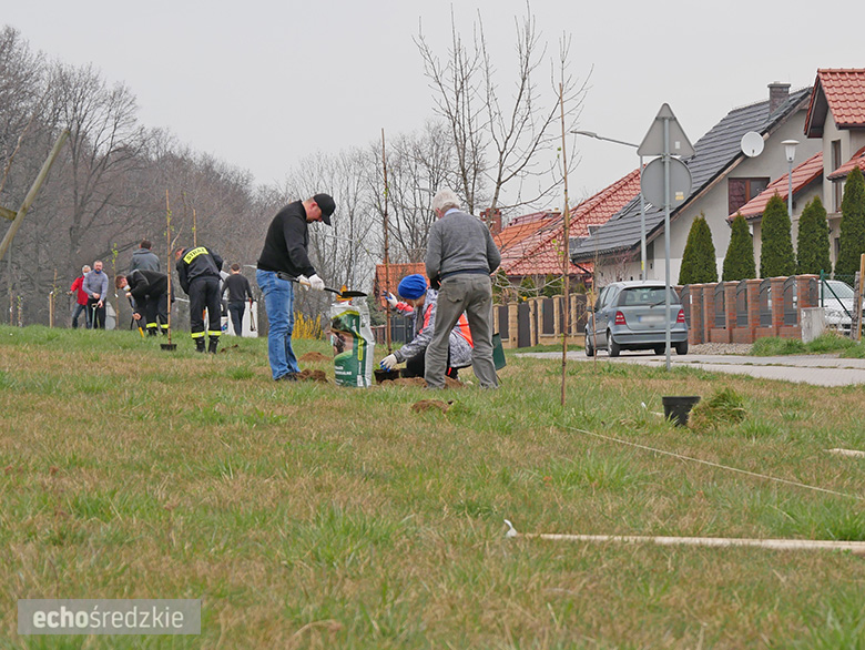 Akcja sadzenia tulipanowców przy ul. Tulipanowej w Środzie Śląskiej