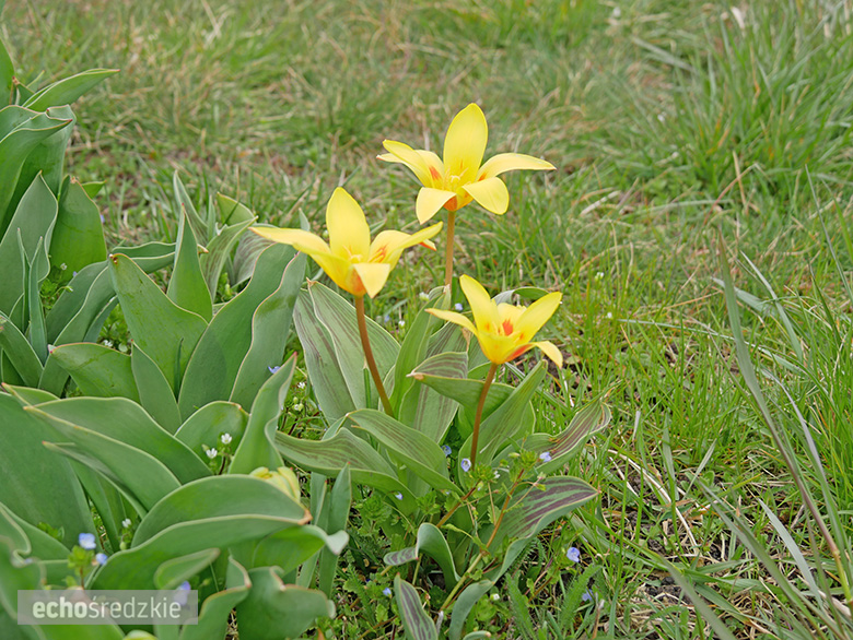 Akcja sadzenia tulipanowców przy ul. Tulipanowej w Środzie Śląskiej