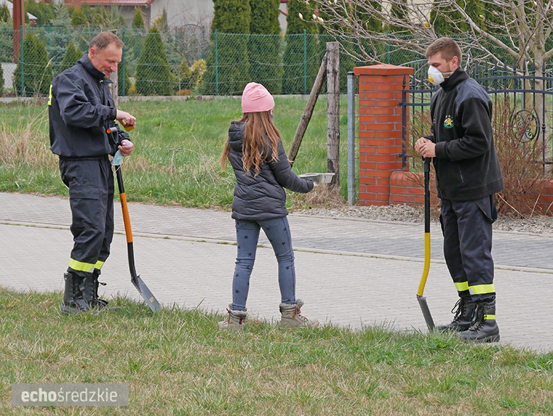 Akcja sadzenia tulipanowców przy ul. Tulipanowej w Środzie Śląskiej