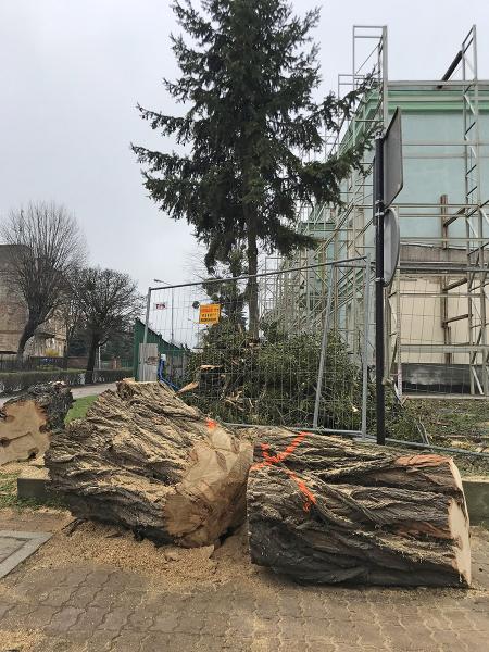 Wycinka drzew w okolicy inwestycji na terenach byłego zakładu Inco