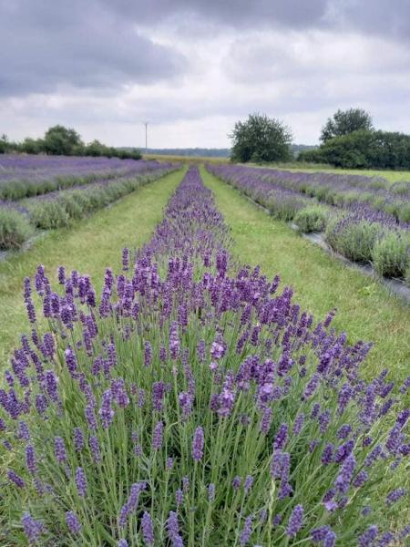 Rodzinna Rowerowa Gra Terenowa w gminie Środa Śląska