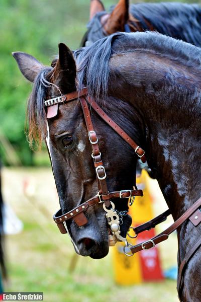 V Turniej Rycerski w Zamku na Wodzie w Wojnowicach