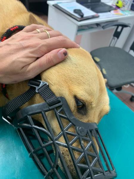 Potrącona suczka ma połamaną miednicę