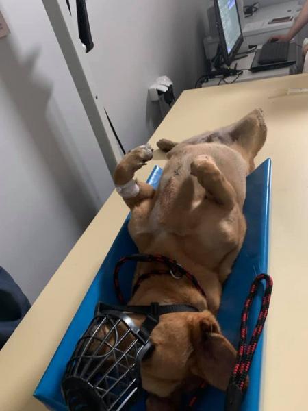 Potrącona suczka ma połamaną miednicę