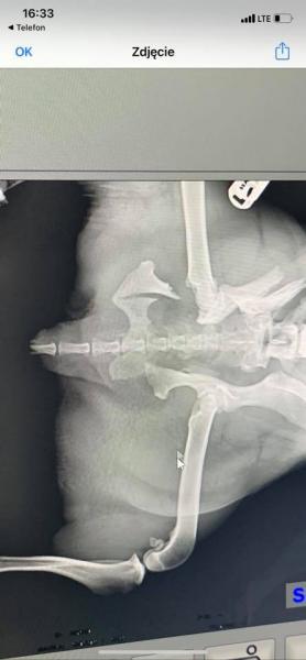 Potrącona suczka ma połamaną miednicę