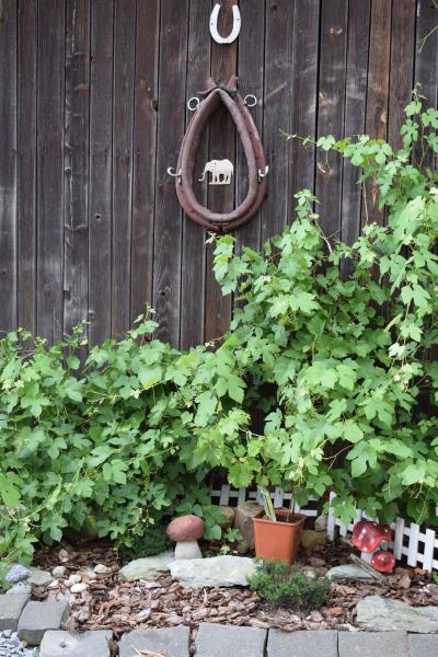 Wichrów w obiektywie - zwycięzca konkursu "Najpiękniejsza wieś w Gminie Kostomłoty"- miejsce I