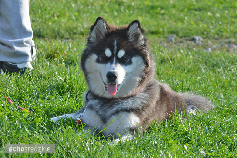 Pogoń Miękinia - LZS Osiek