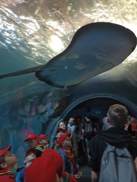 Zuchy z 36. GZ Ogniste Smoki odwiedził wrocławskie ZOO