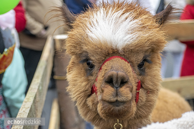 Orszak Trzech Króli w Malczycach