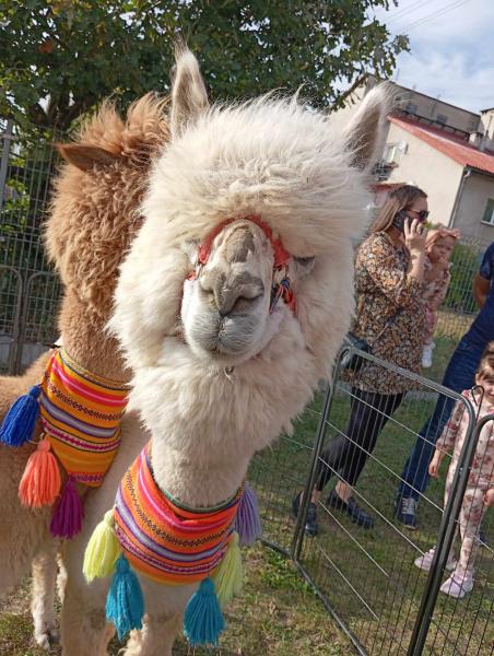 Jesienny festyn w Szczepanowie