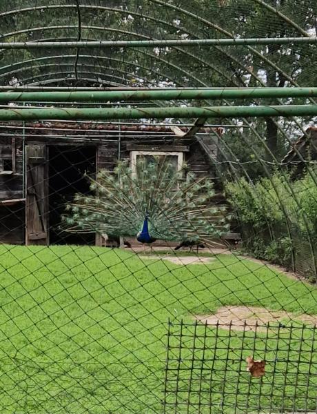 Piknik Integracyjny w Dębicach